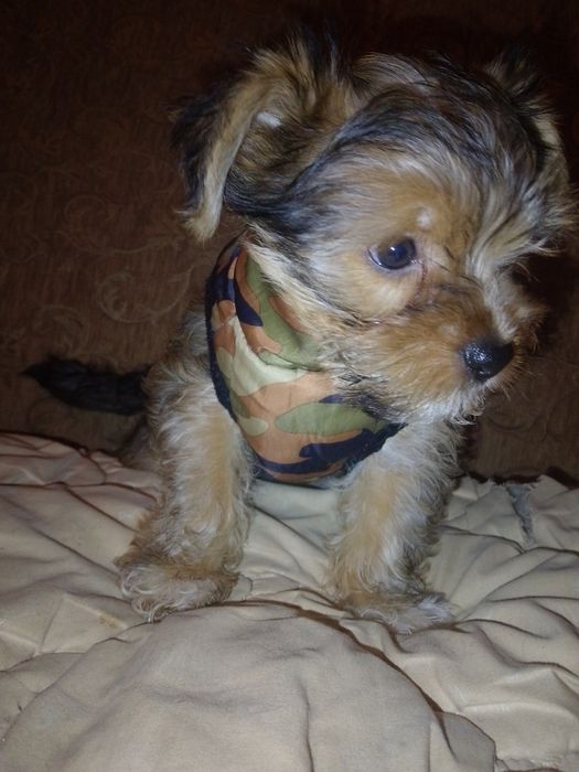 Йоркширський тер'єр.