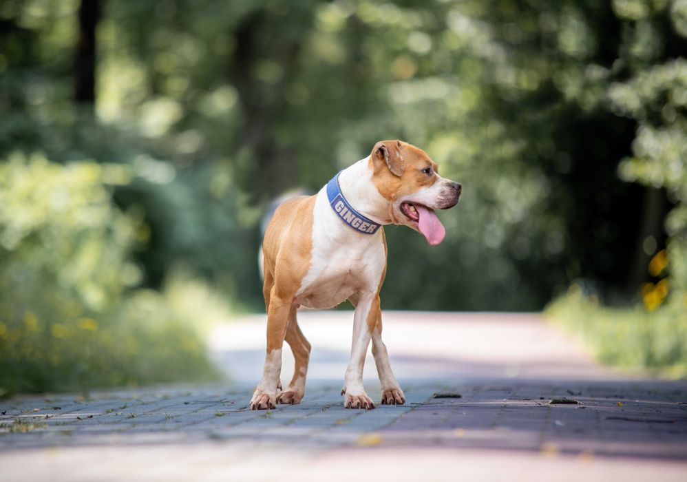 Odebrana z okropnych warunków pitbullka Ginger szuka domu