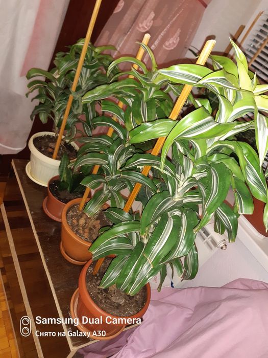 Дроцена ,,лимон лайм,,прикрашає дім або офіс