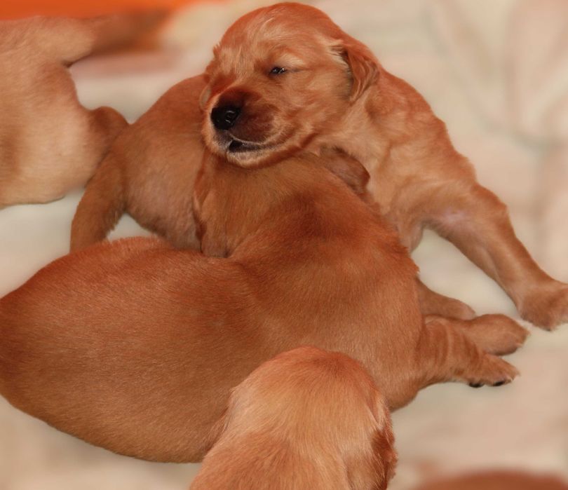 Chłopczyk  linii Amerykański Golden Retriever