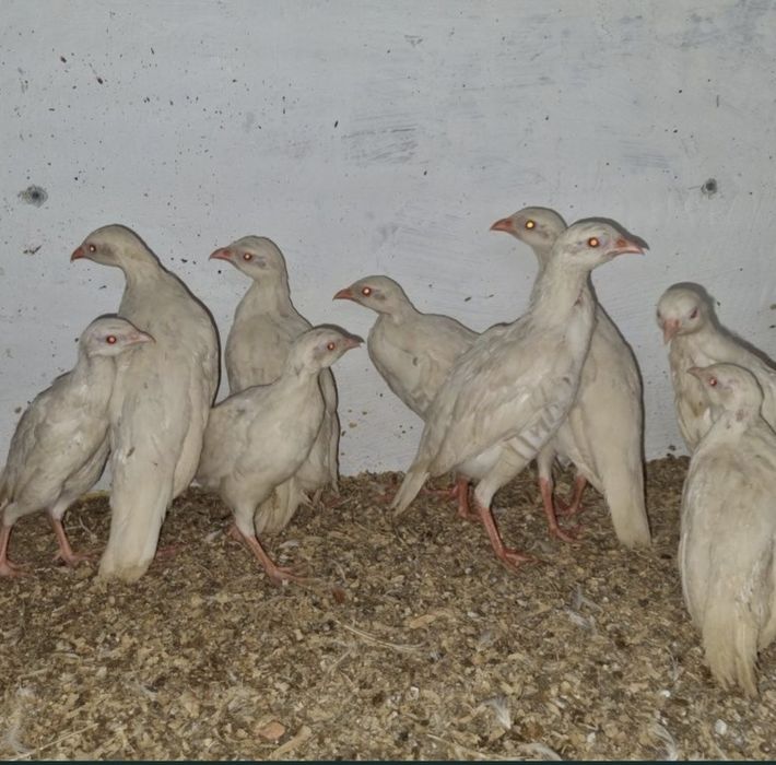 Rolas diamante malhadas