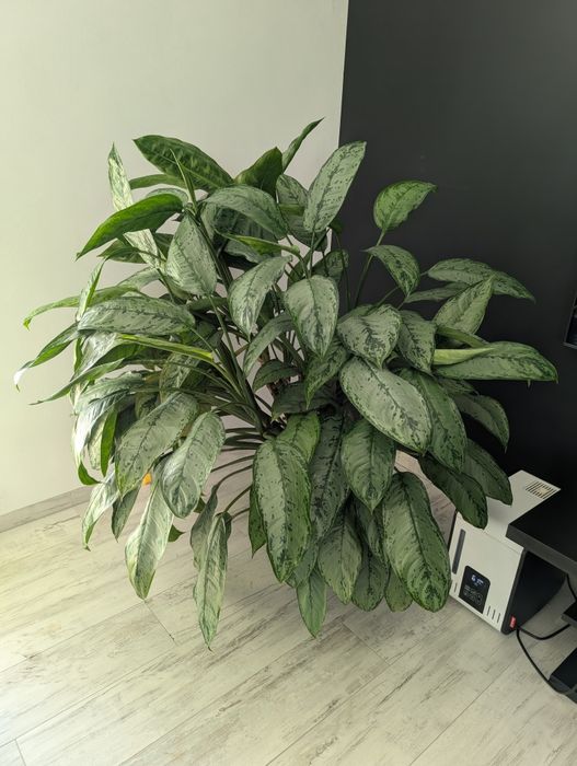 Aglaonema roślina+doniczka