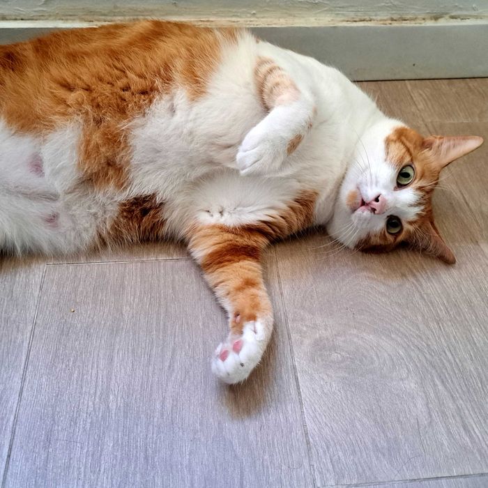 Petsitting e Estadia Familiar