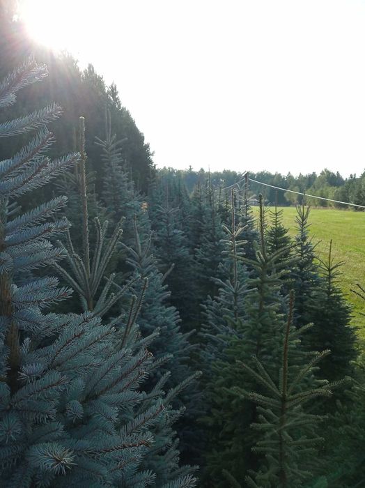 Świerk srebrny choinki