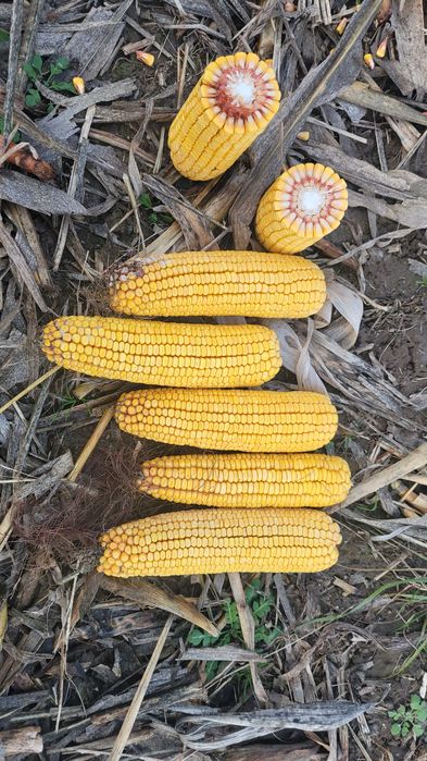 Nasiona  kukurydza Mais Kozacka