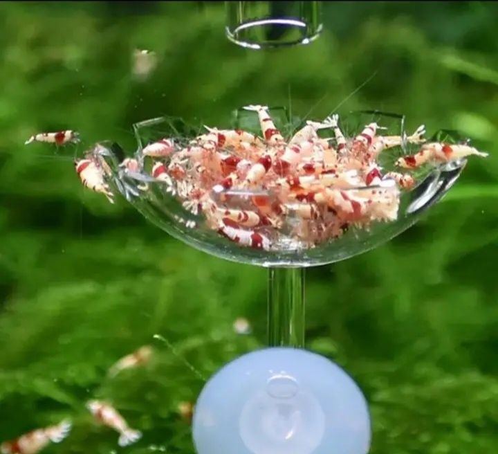 Prato alimentação aquário