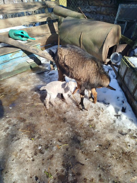 Продам Коза дойная