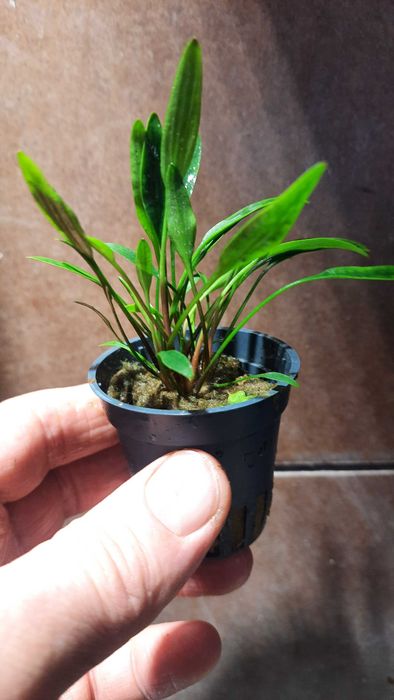 Cryptocoryne Nevillii