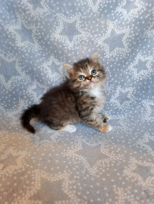 Сибирская девочка