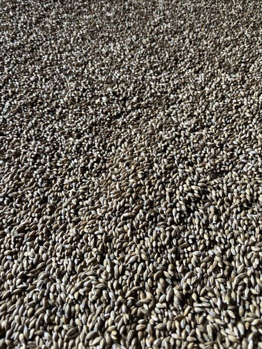 Ячмінь ярий урожай 2025