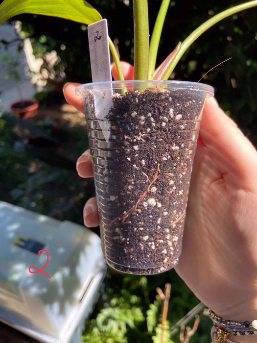 Philodendron Summer Glory