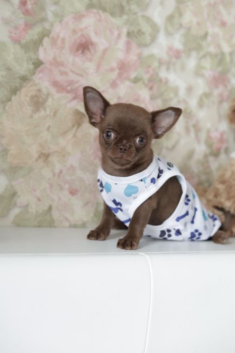 Chihuahua FCI chłopak