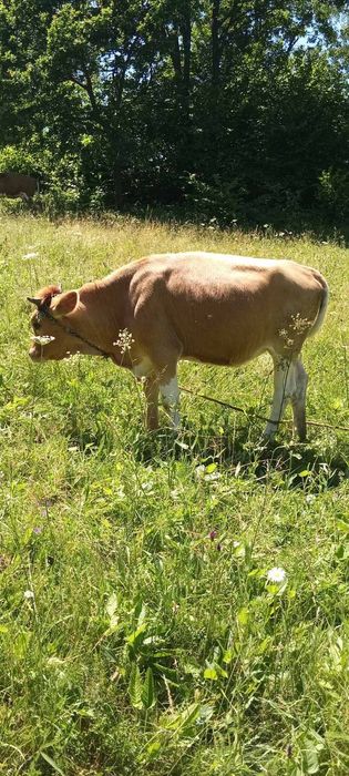Продається худоба