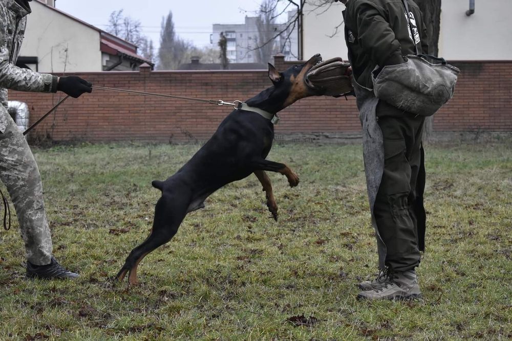 Дрессировка собак Кривой Рог