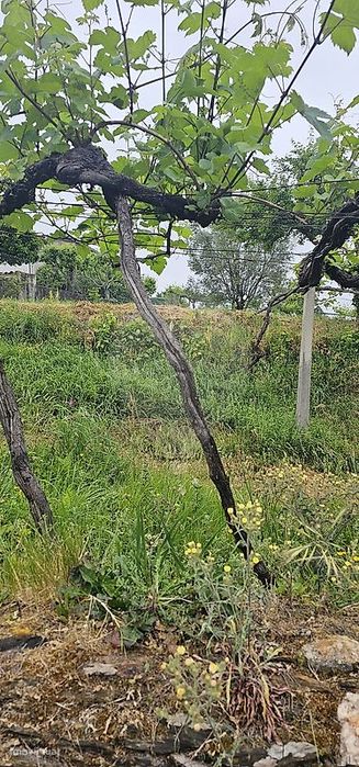Terreno  para venda