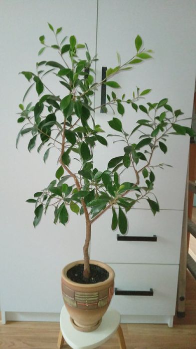 Традесканція Рео звисаюча кімнатні рослини вазон ампельний фікус Рівне