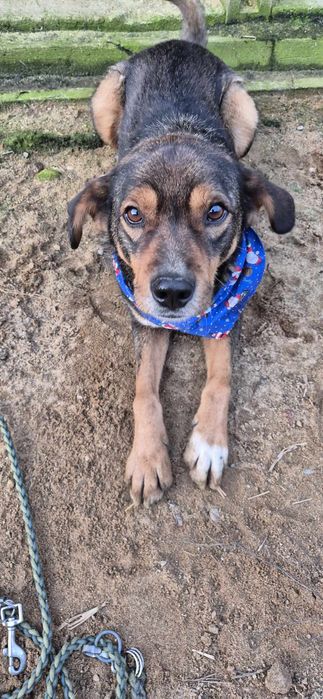 Piesek około 3 lata