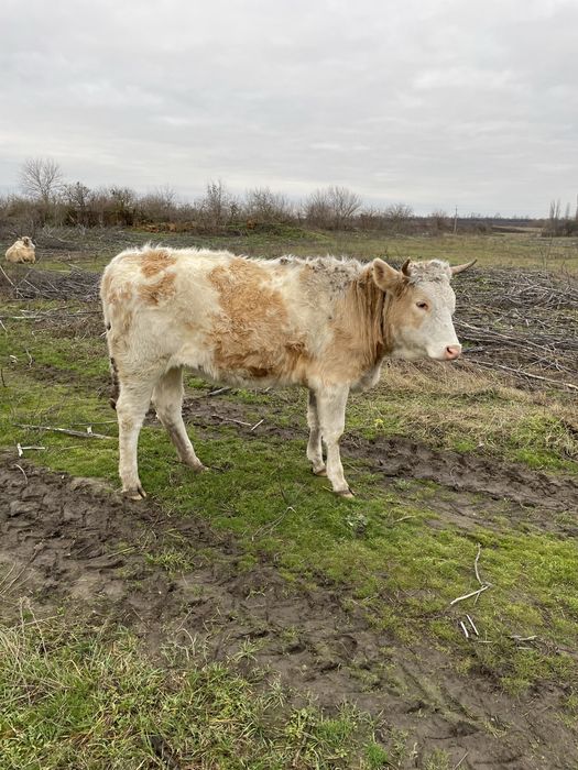Прдаю Телицю.