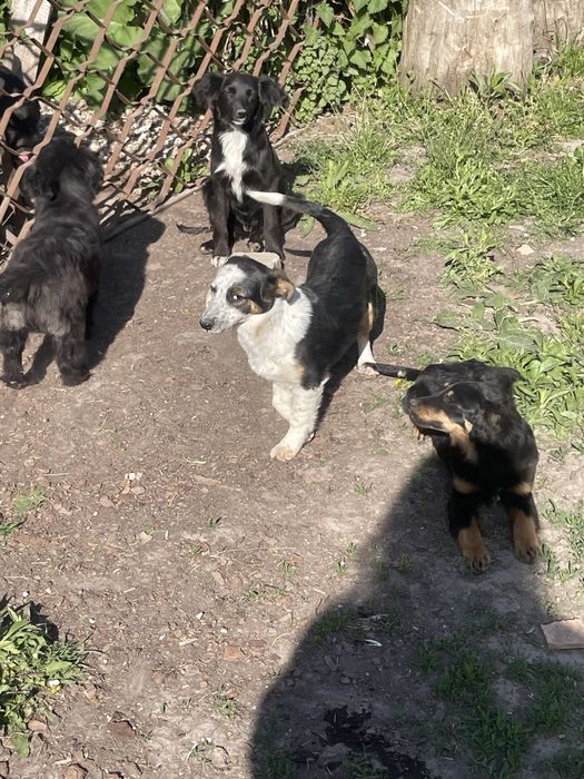 Віддам в добрі руки собаченят