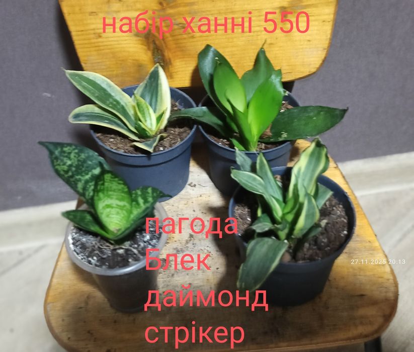 Сансевієрії ханні і інші