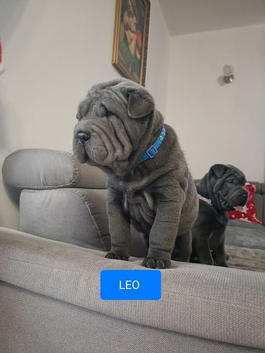 Szczenię  shar pei rodowód