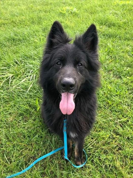 Cudnowny owczarek (staro) niemiecki Hrabia do adopcji