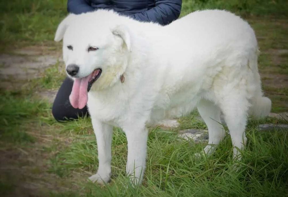 Pokochaj Monę - białą, majestatyczną sunię!