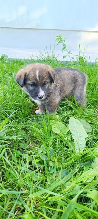 Віддам цуценят в добрі руки) Веселі) грайливі) все їдять