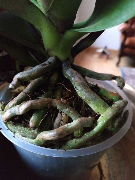 Орхидея крупные цветы