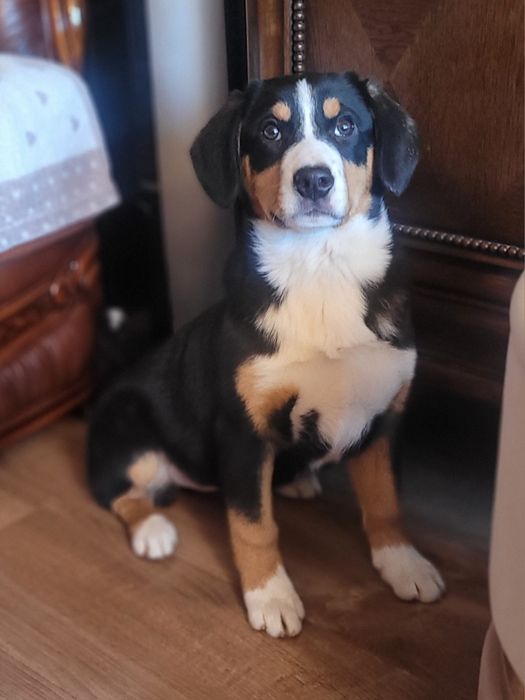 Entlebucher Szwajcarski Pies Pasterski FCI