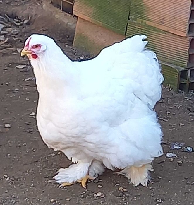 Ovos e pintos de Galinhas de Raça