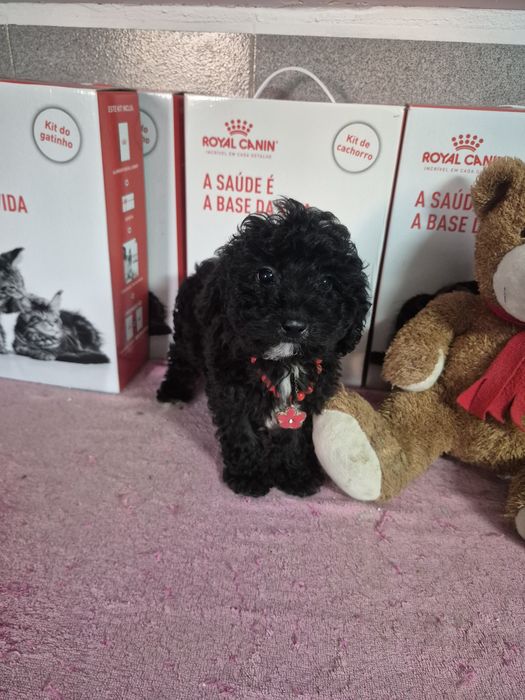 Poodle/ Caniche FÊMEA Preta Criadora Registada PT 3088 FL