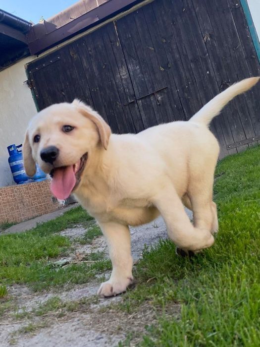 Labrador retriever szczeniak Gotowy na zmianę domu