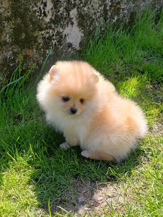 *Pomeranian Mini Sunia BIBI Zarezerwowana*