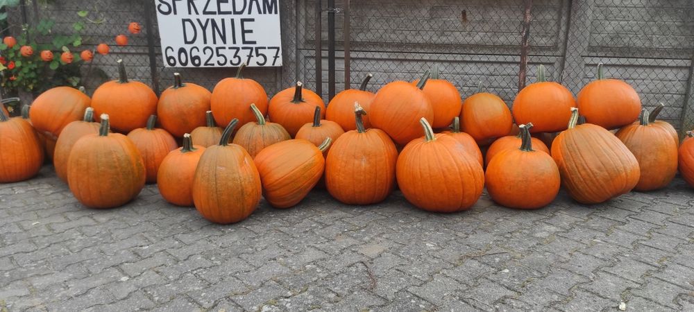 Dynia, dynie, dynie ozdobne