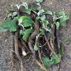 2025 року збір  !! Корінь лопуха та інші