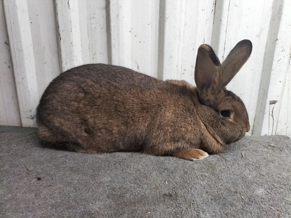 Królik króliki samiczka samica