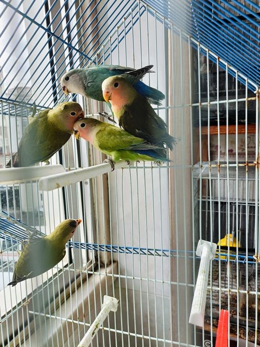 Rosicolis 2 meses c/sexagem feita