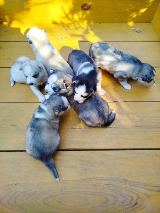 Siberian Husky pies tel.-575302039