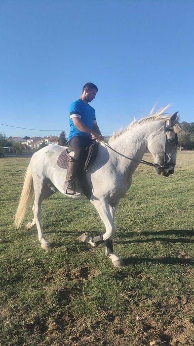 Cavalo    capado