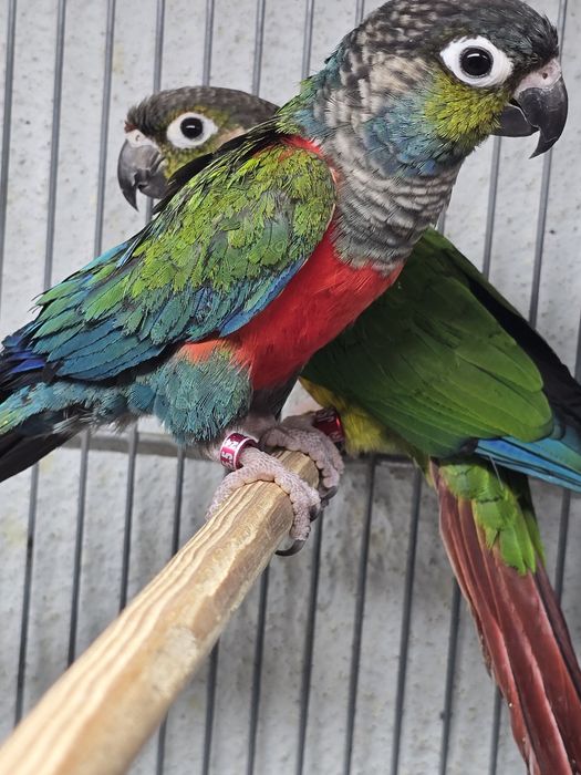 Pyrrhuras lindíssima