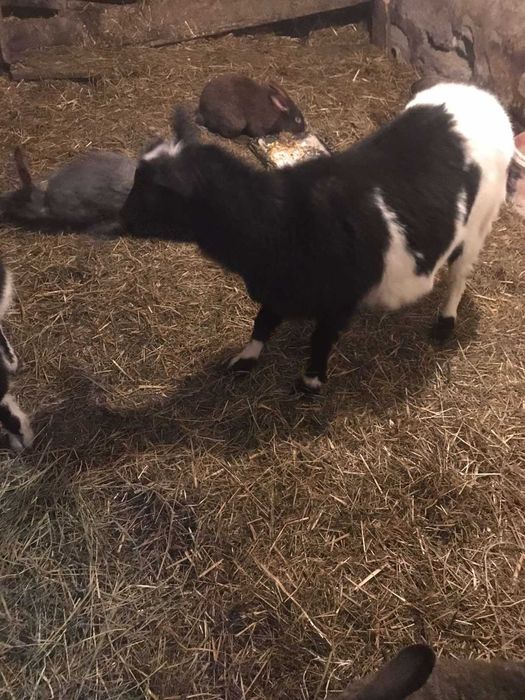 Коза кітна дві штуки