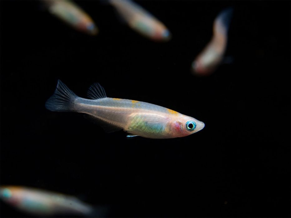 Filhotes de medaka/oryzias latipes