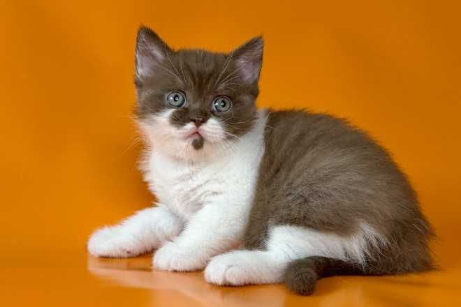 Кошенята, "шиншили", "чеширські коти" та інші