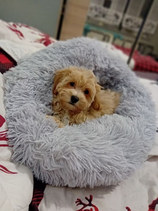 Maltipoo, maltańczyk, pudelek toy ,piesek rezerwacja k