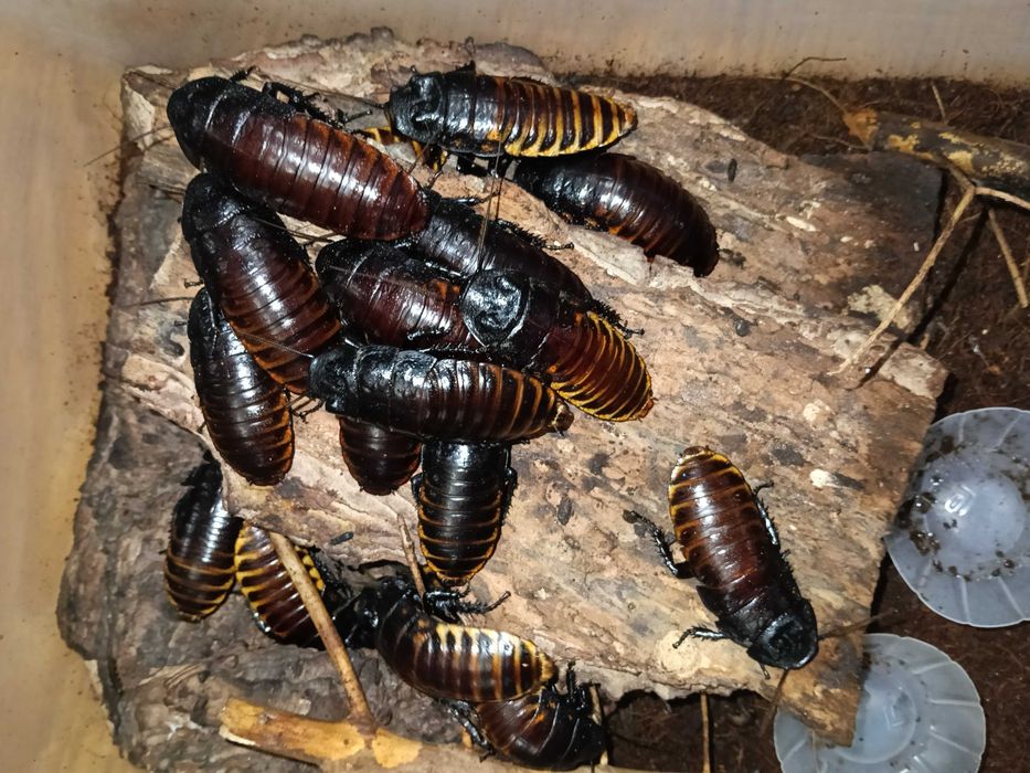 karaczan madagaskarski