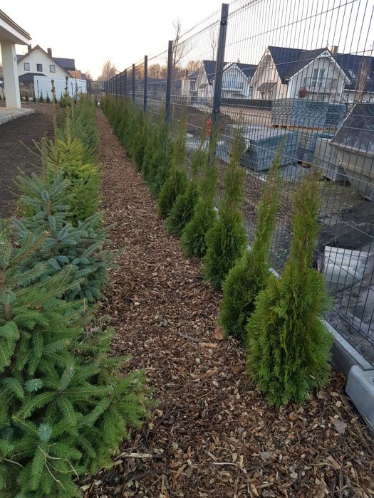 Świerki świerk ozdobne srebrny srebrzysty kora SADZENIE TRANSPORT !!