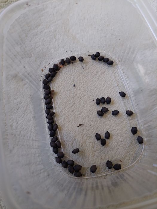 jajeczka straszyka filipińskiego