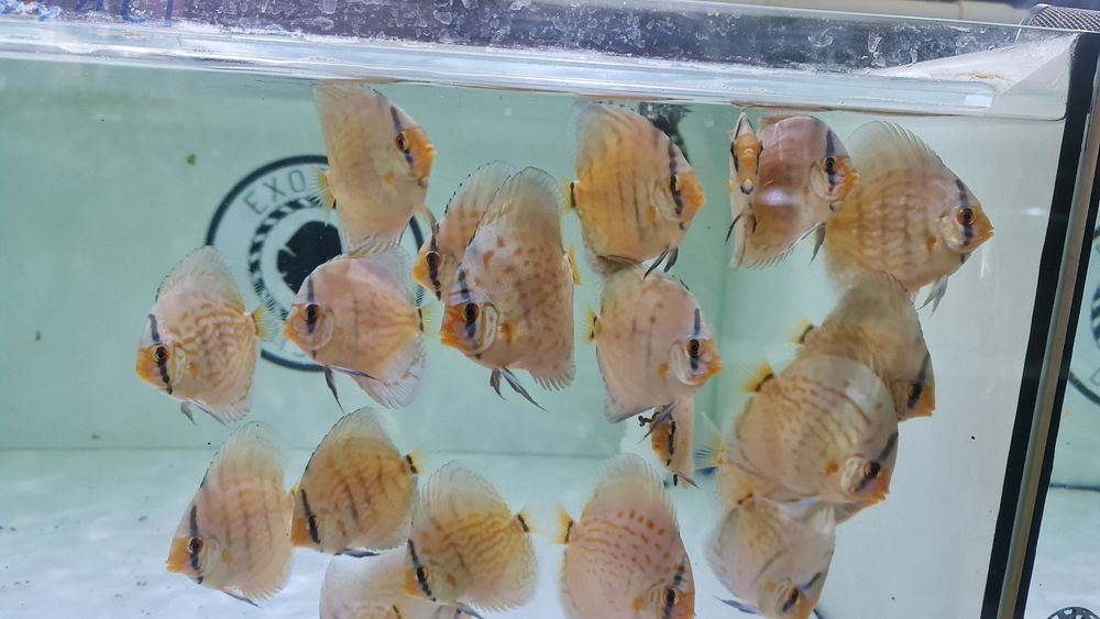 Cobalt Kobalt Piwowarski