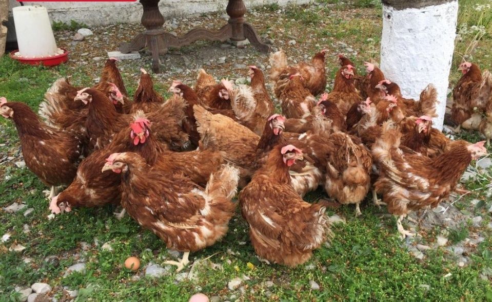 10месяцев крос ломан